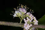 American beautyberry